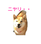 柴犬 ナナ 私も使ってよ！ 3.5.8（個別スタンプ：8）
