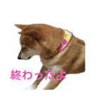 柴犬 ナナ 私も使ってよ！ 3.5.8（個別スタンプ：9）