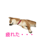 柴犬 ナナ 私も使ってよ！ 3.5.8（個別スタンプ：10）
