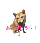 柴犬 ナナ 私も使ってよ！ 3.5.8（個別スタンプ：12）