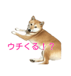 柴犬 ナナ 私も使ってよ！ 3.5.8（個別スタンプ：13）