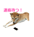柴犬 ナナ 私も使ってよ！ 3.5.8（個別スタンプ：14）