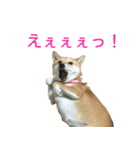 柴犬 ナナ 私も使ってよ！ 3.5.8（個別スタンプ：15）