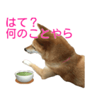 柴犬 ナナ 私も使ってよ！ 3.5.8（個別スタンプ：16）