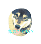 アニマル大集結（個別スタンプ：3）