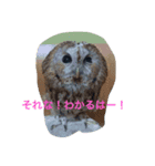アニマル大集結（個別スタンプ：4）