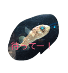 アニマル大集結（個別スタンプ：8）