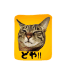 猫ねこcat2（個別スタンプ：1）
