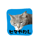 猫ねこcat2（個別スタンプ：2）