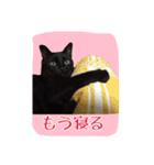 猫ねこcat2（個別スタンプ：3）