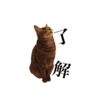 猫ねこcat2（個別スタンプ：4）