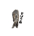 猫ねこcat2（個別スタンプ：6）