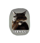 猫ねこcat2（個別スタンプ：7）