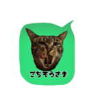 猫ねこcat2（個別スタンプ：8）