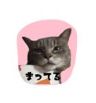 猫ねこcat2（個別スタンプ：9）