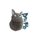 猫ねこcat2（個別スタンプ：10）