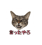 猫ねこcat2（個別スタンプ：11）