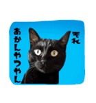 猫ねこcat2（個別スタンプ：13）