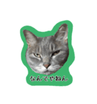 猫ねこcat2（個別スタンプ：14）