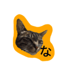猫ねこcat2（個別スタンプ：15）