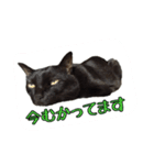 猫ねこcat2（個別スタンプ：16）