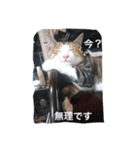 ねこポンチ（個別スタンプ：1）