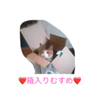 ねこポンチ（個別スタンプ：2）