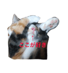 ねこポンチ（個別スタンプ：4）