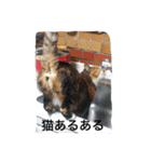 ねこポンチ（個別スタンプ：5）