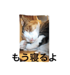 ねこポンチ（個別スタンプ：7）