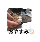 ねこポンチ（個別スタンプ：8）