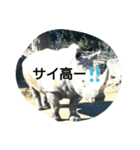 THE・サイ（個別スタンプ：4）
