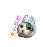 毛玉きょうだいのスタンプ 1（個別スタンプ：1）