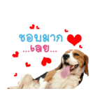 Dogbegle（個別スタンプ：2）