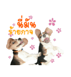 Dogbegle（個別スタンプ：3）