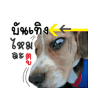 Dogbegle（個別スタンプ：4）