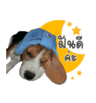 Dogbegle（個別スタンプ：5）
