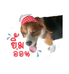 Dogbegle（個別スタンプ：6）