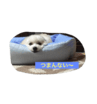 ハビーの日常（個別スタンプ：5）