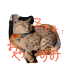ハタネコ（個別スタンプ：2）