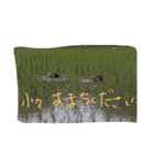 ハタネコ（個別スタンプ：6）