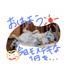 ハタネコ（個別スタンプ：16）