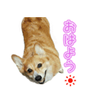 コーギー犬♥ちき（個別スタンプ：1）