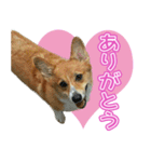 コーギー犬♥ちき（個別スタンプ：5）