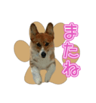 コーギー犬♥ちき（個別スタンプ：8）