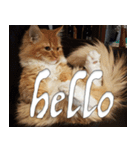 Simba, the short-legged munchkin（個別スタンプ：2）