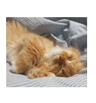 Simba, the short-legged munchkin（個別スタンプ：5）