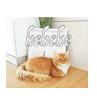 Simba, the short-legged munchkin（個別スタンプ：6）