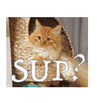 Simba, the short-legged munchkin（個別スタンプ：7）