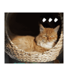 Simba, the short-legged munchkin（個別スタンプ：8）